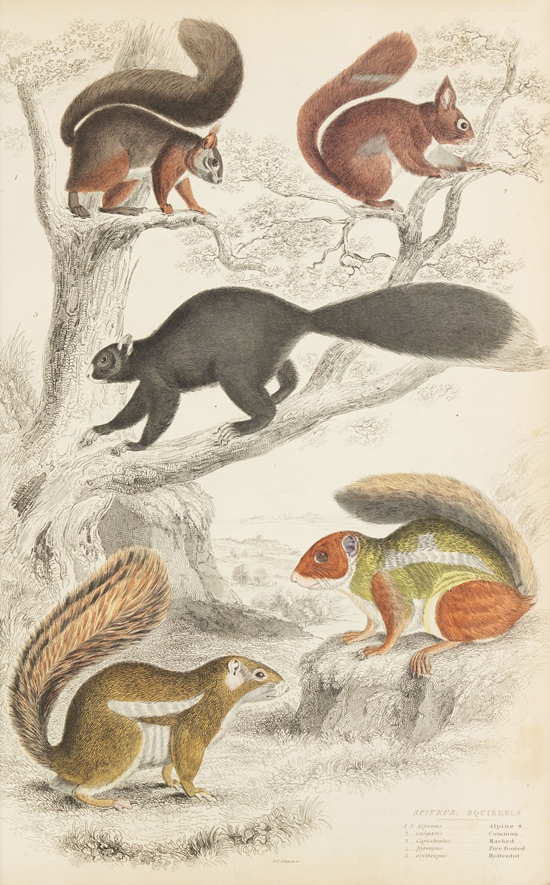 William MacGillivray - Squirrels
