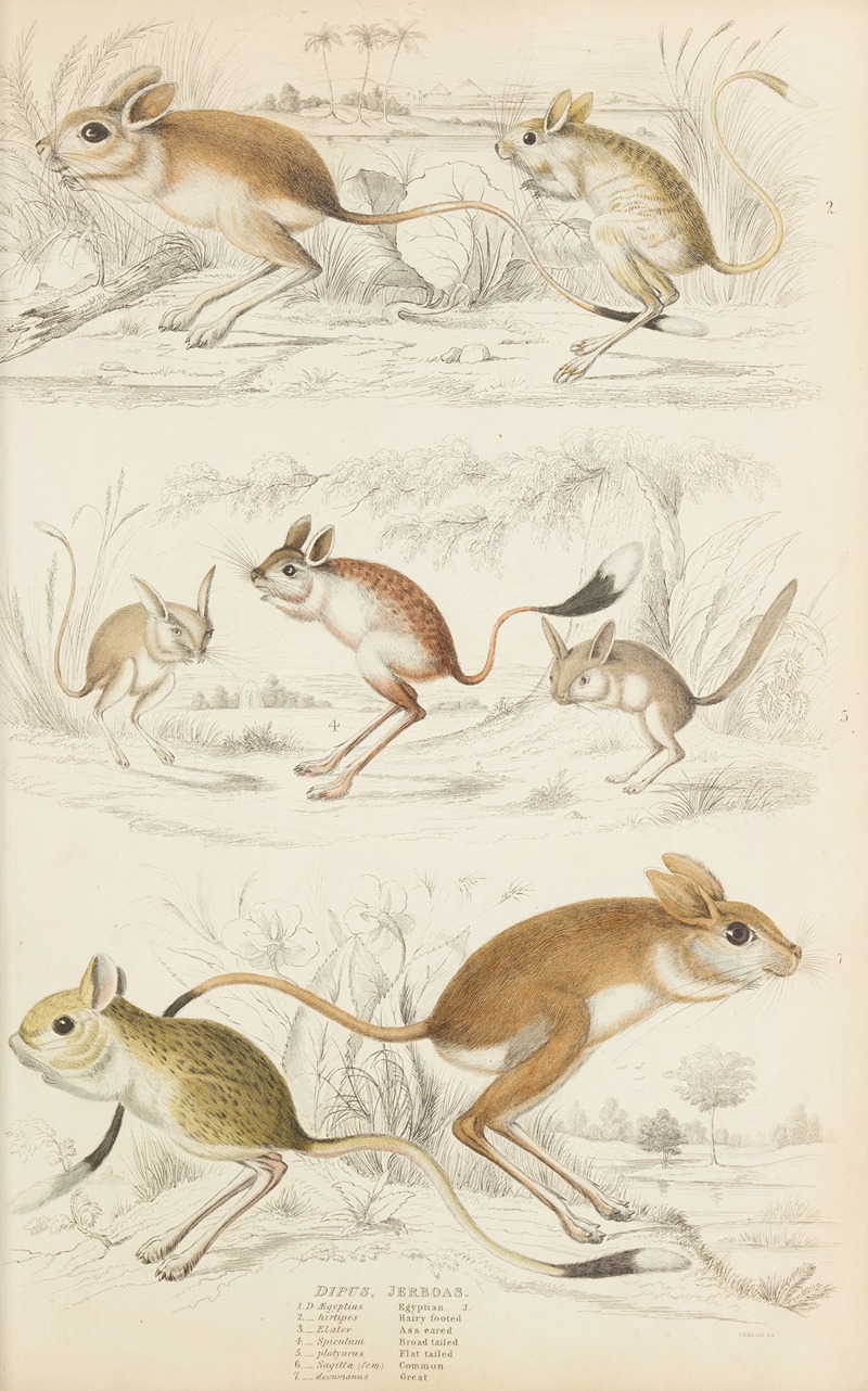 William MacGillivray - Jerboas