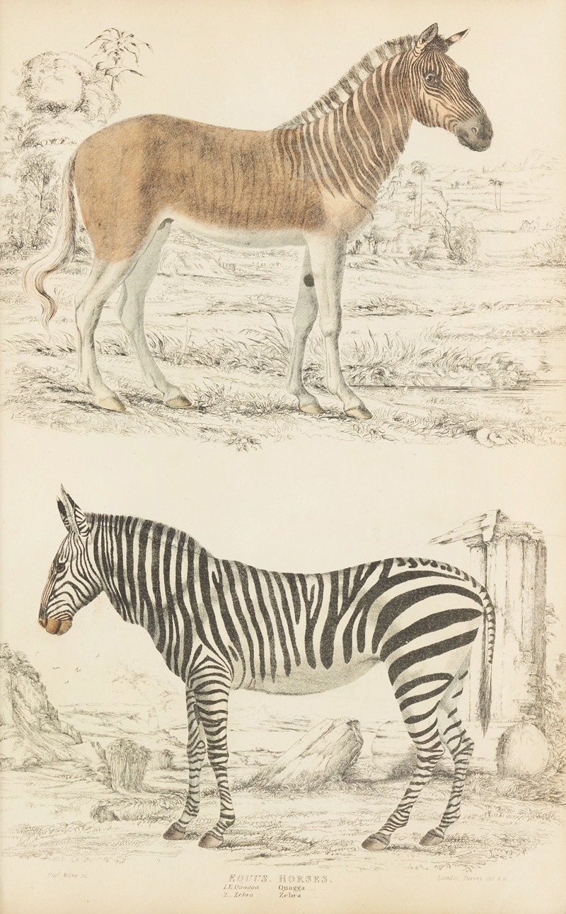 William MacGillivray - Horses – Quagga, Zebra