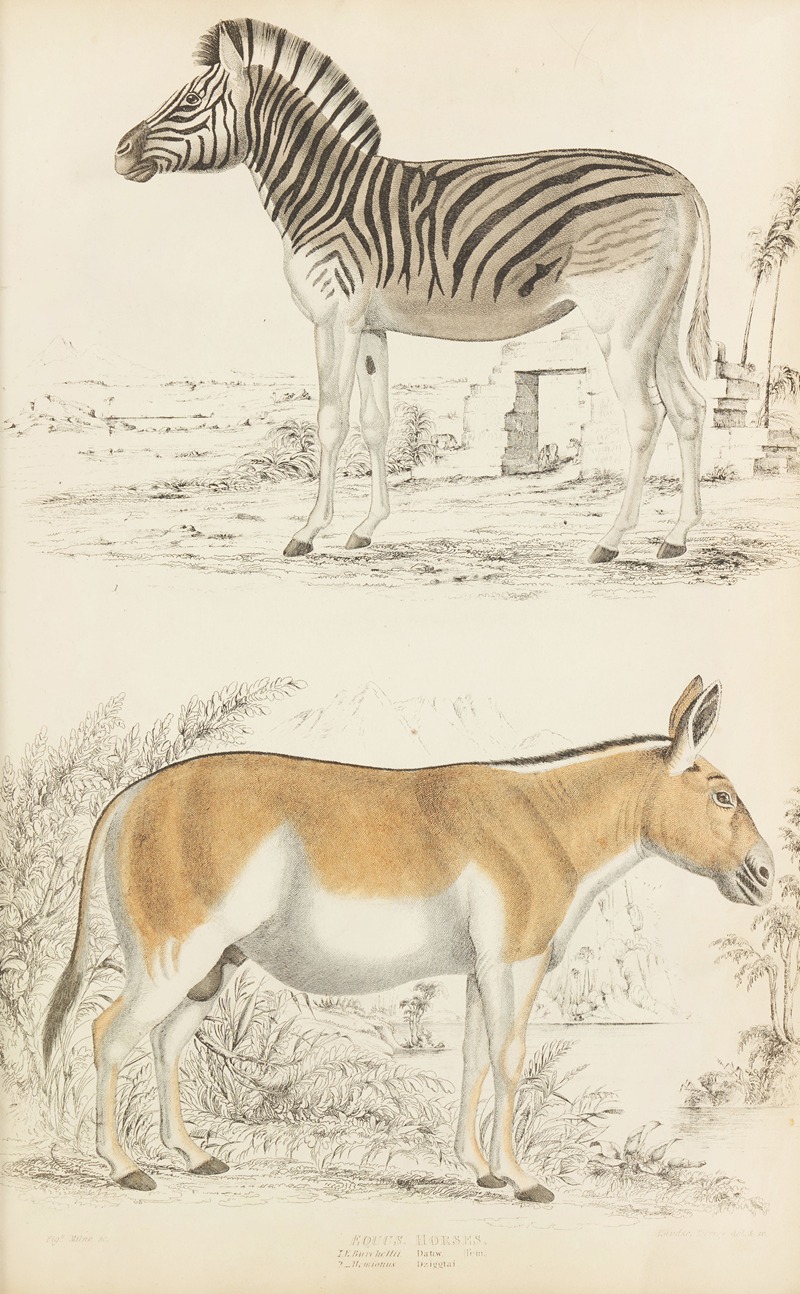 William MacGillivray - Horses