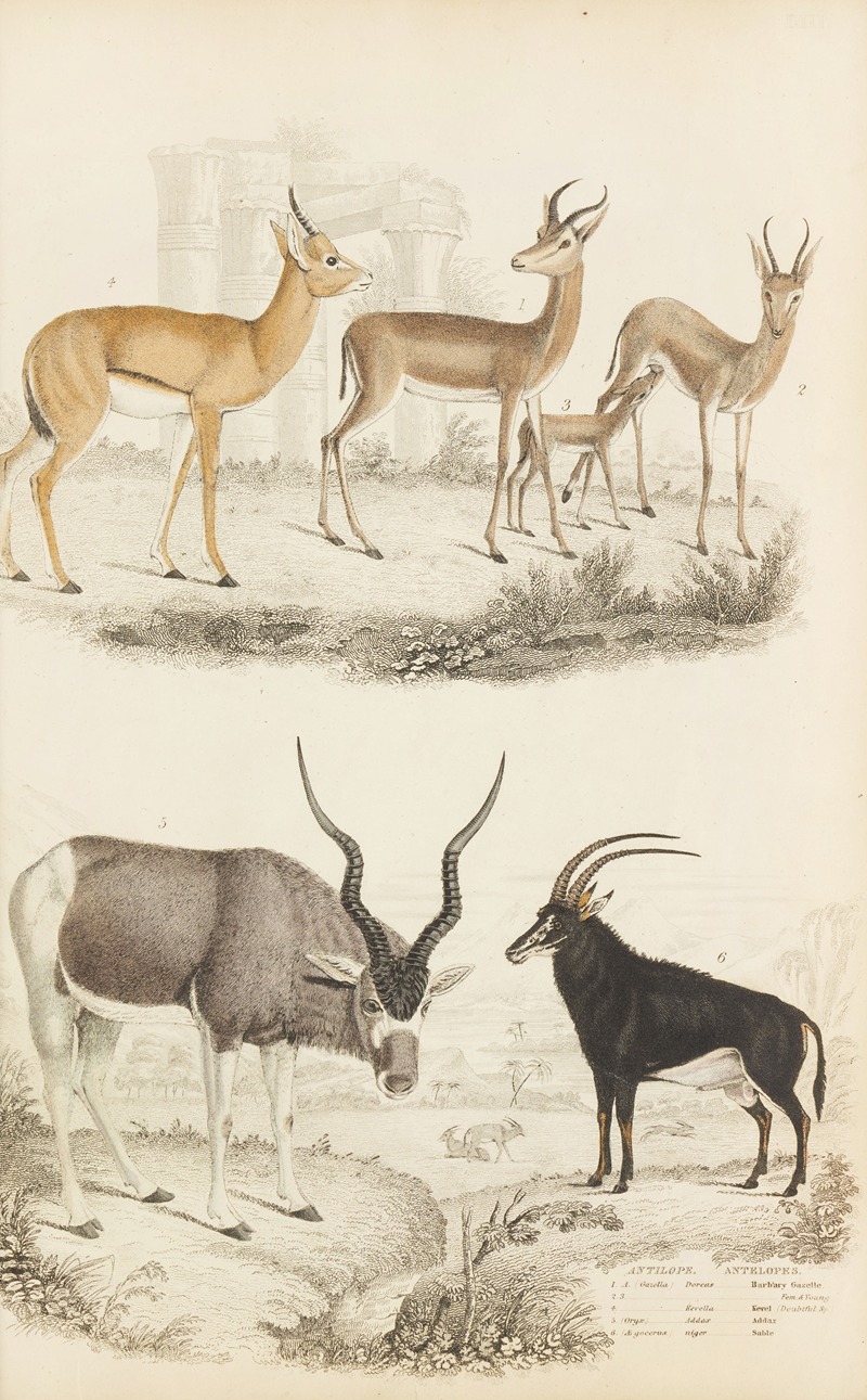 William MacGillivray - Antelopes