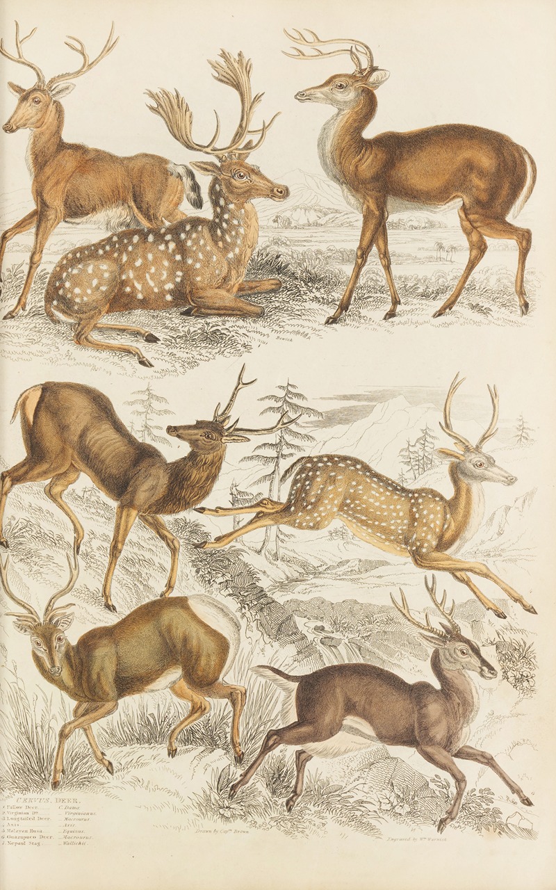 William MacGillivray - Deer