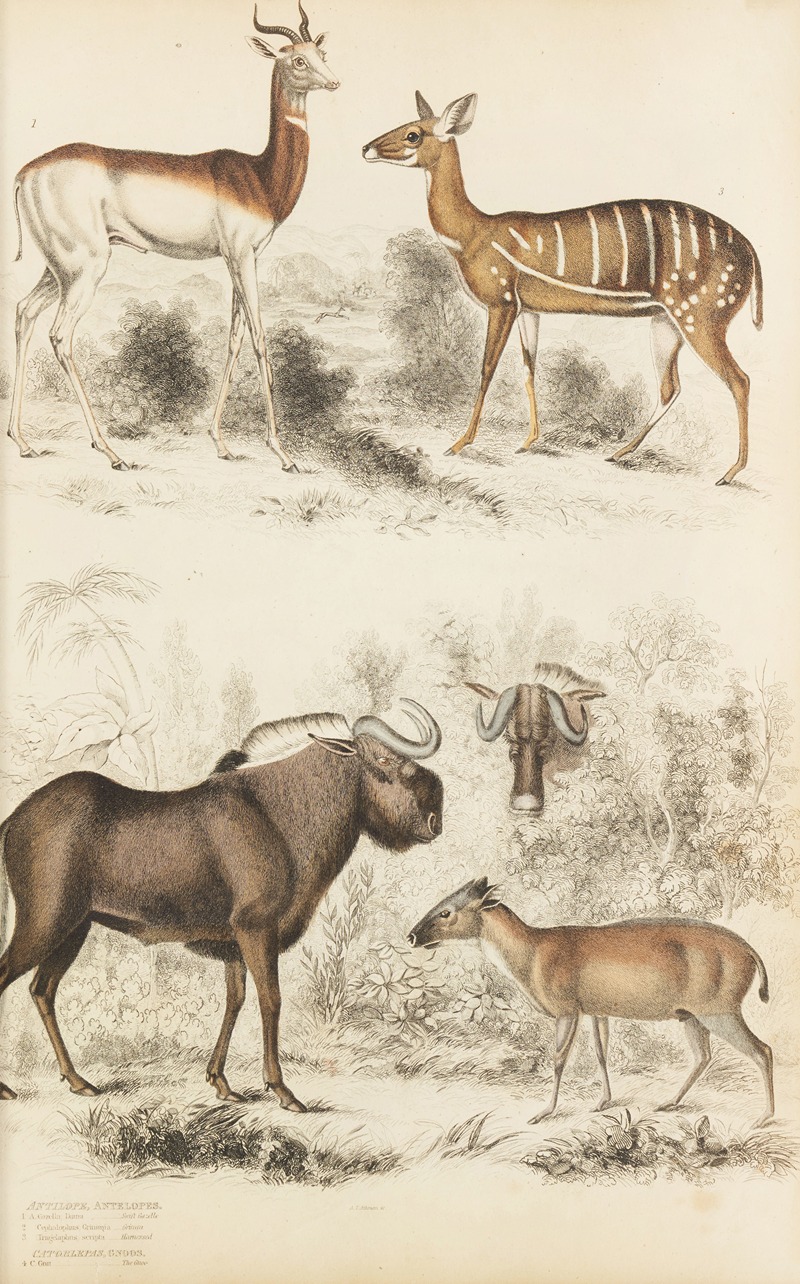 William MacGillivray - Antelopes, Gnods