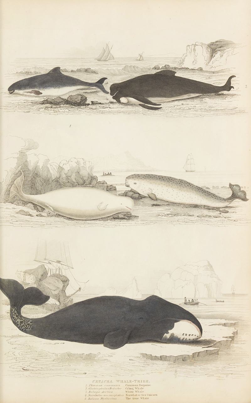 William MacGillivray - Whale-tribe
