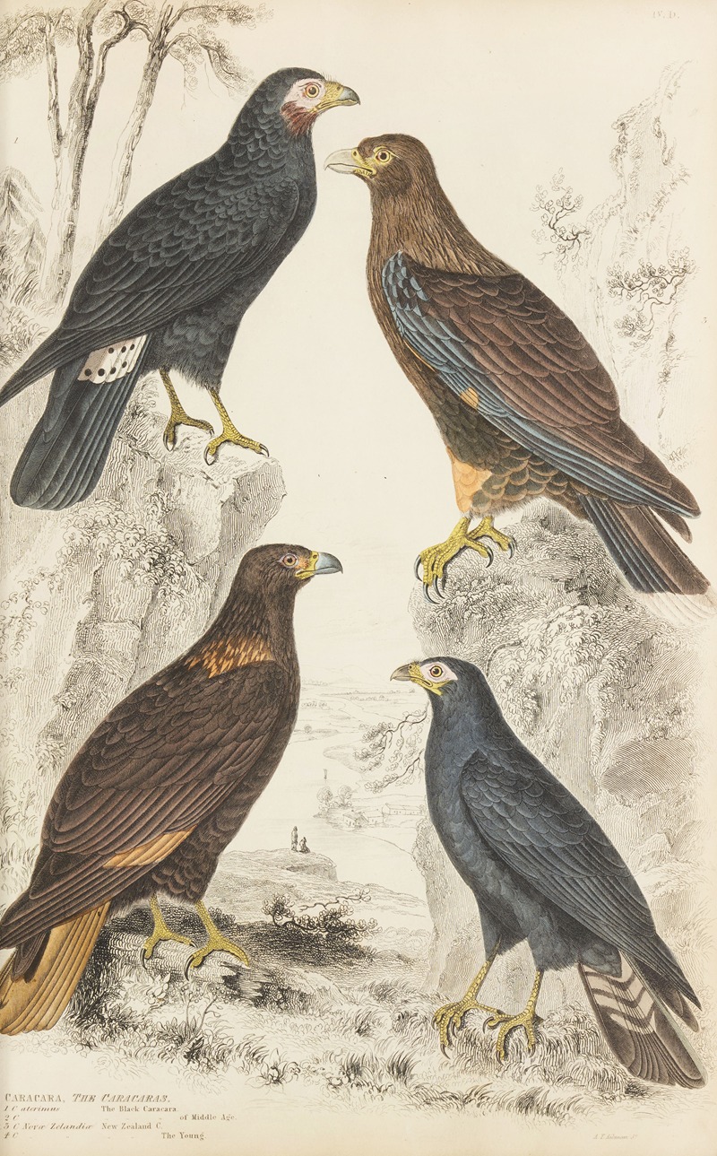 William MacGillivray - The Caracaras