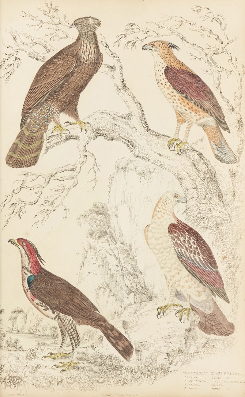 William MacGillivray - Eagle Hawks