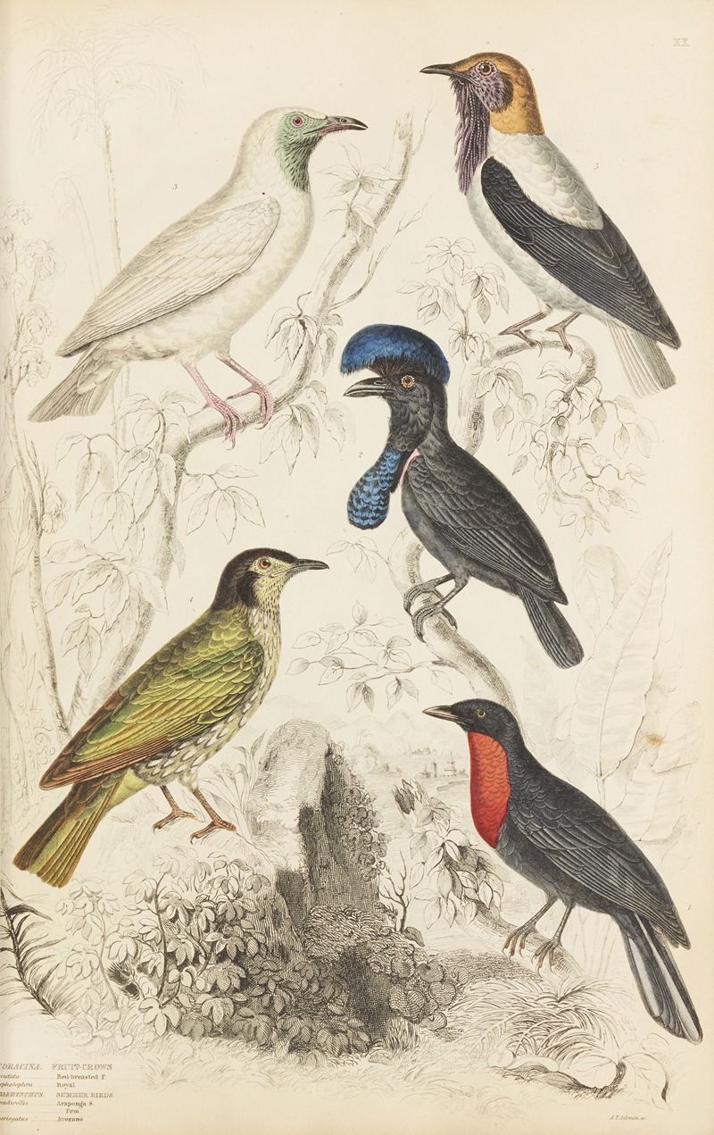 William MacGillivray - Fruit-crows, Summer birds