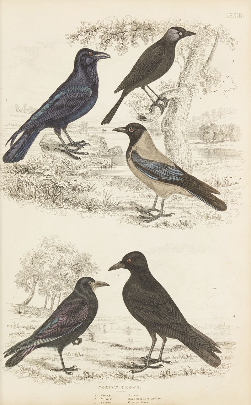 William MacGillivray - Crows