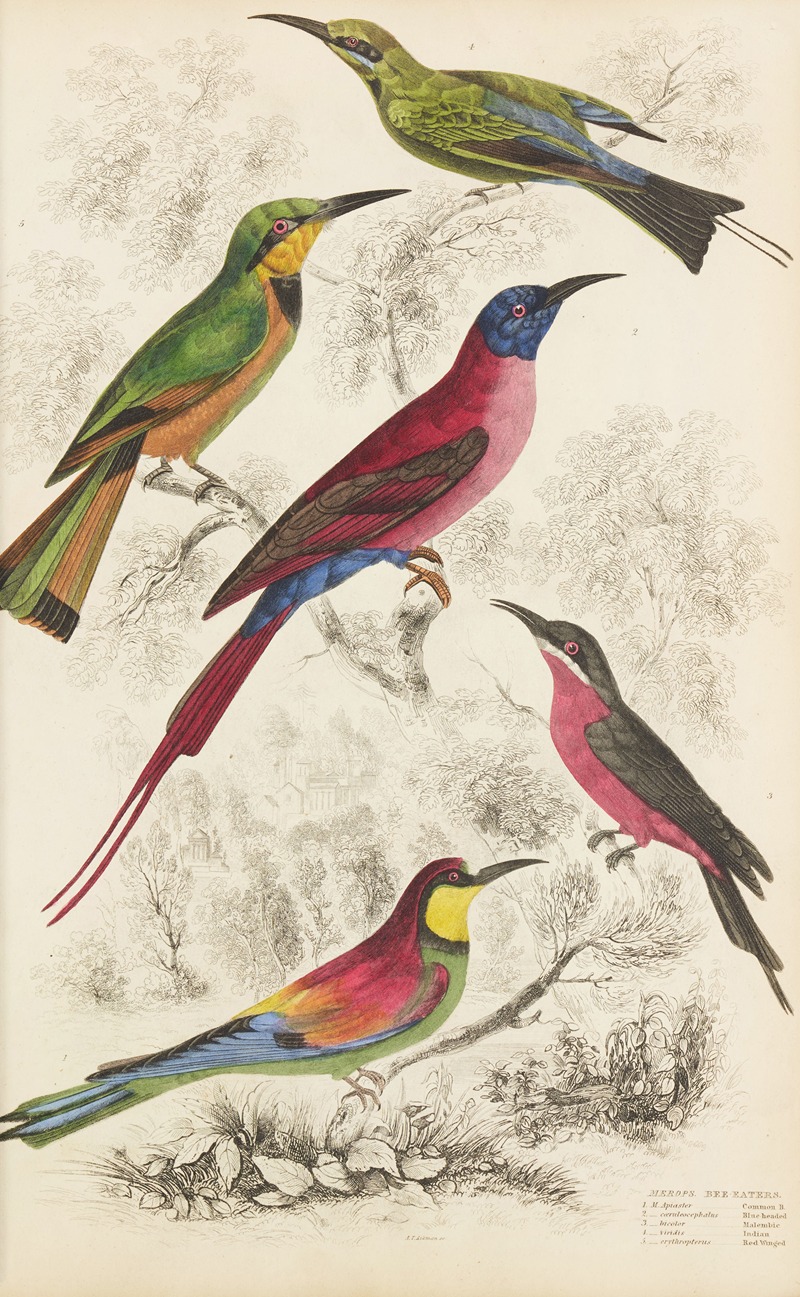 William MacGillivray - Bee eaters
