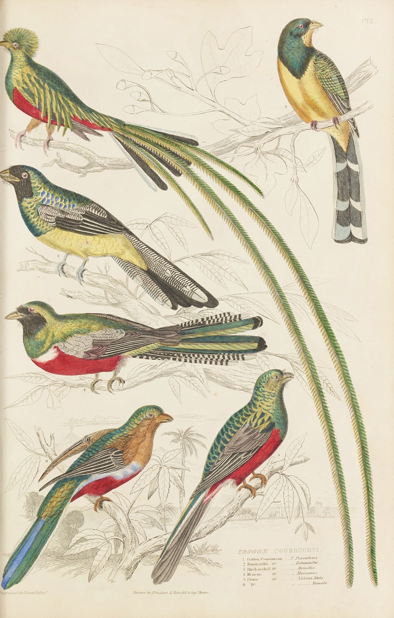 William MacGillivray - Couroucoui