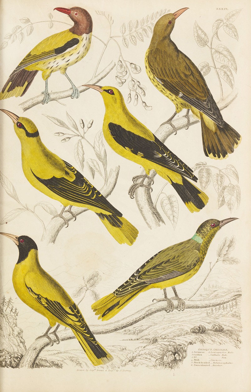 William MacGillivray - Orioles