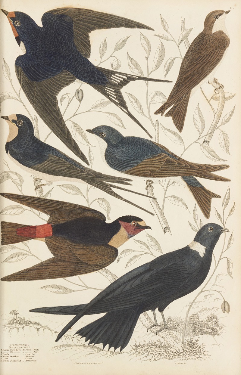 William MacGillivray - Swallows