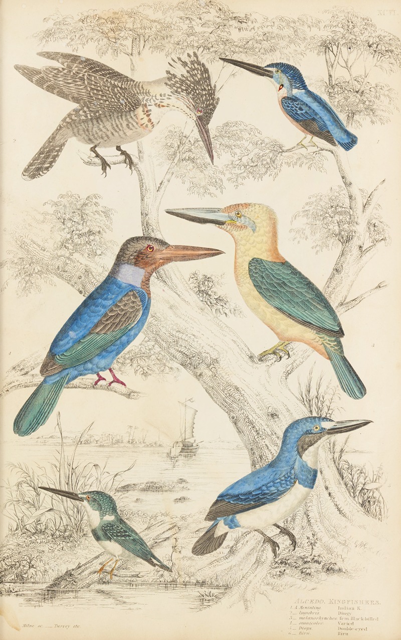 William MacGillivray - Kingfishes