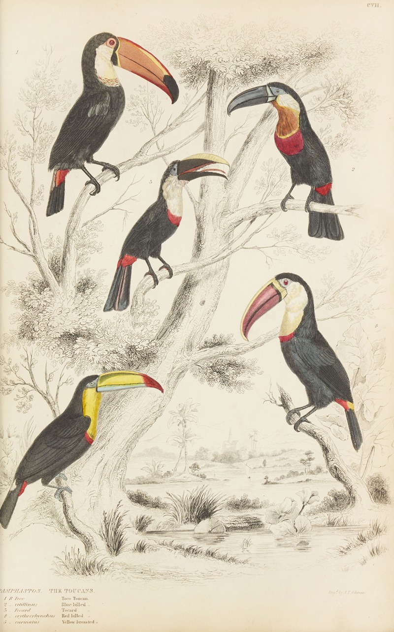 William MacGillivray - The Toucans