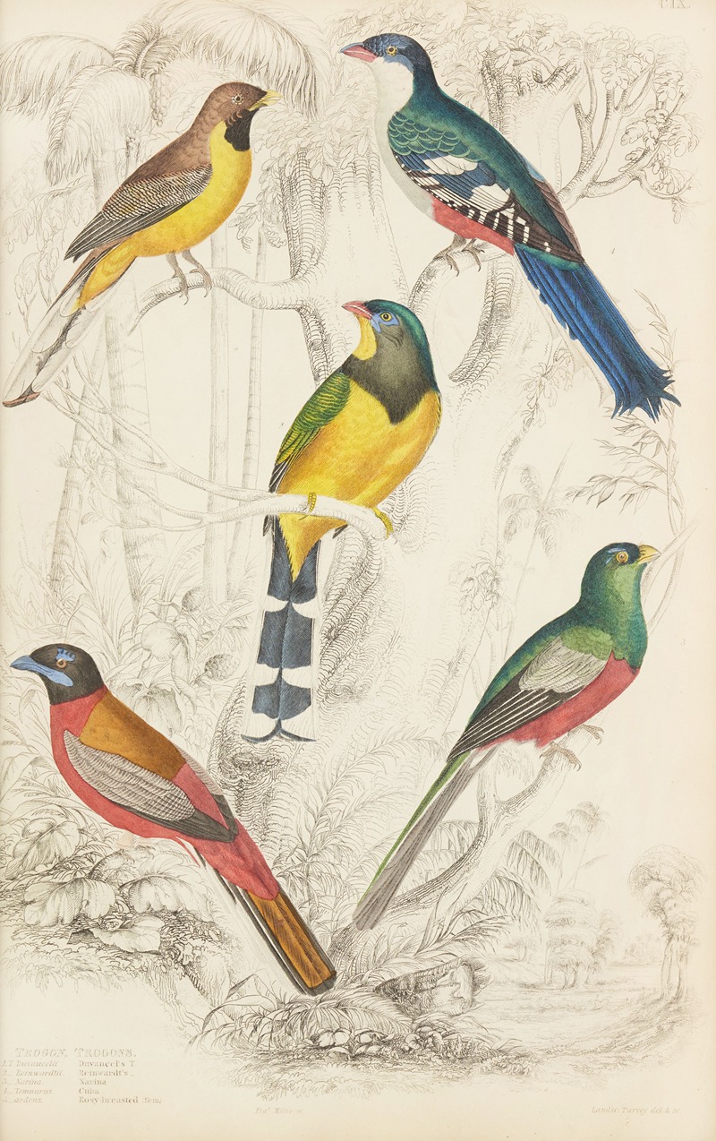 William MacGillivray - Trogons