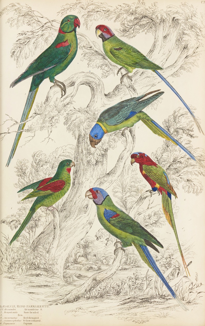 William MacGillivray - King Parrakeets