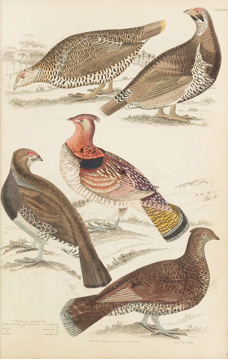 William MacGillivray - Grouse
