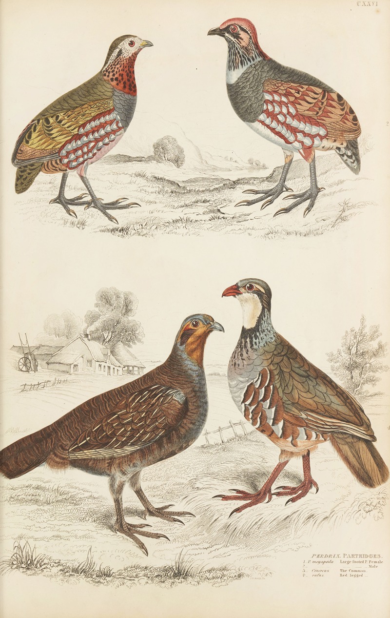 William MacGillivray - Partridges
