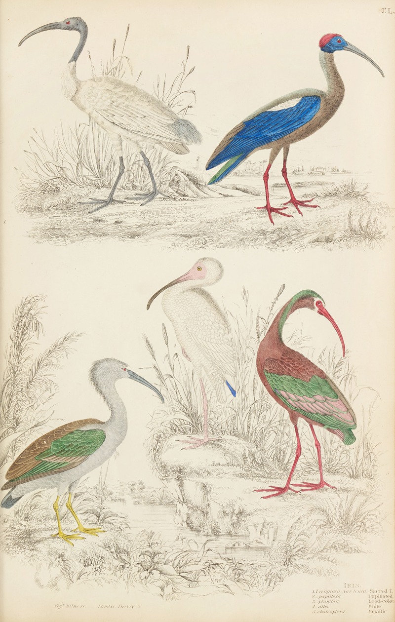 William MacGillivray - Ibis
