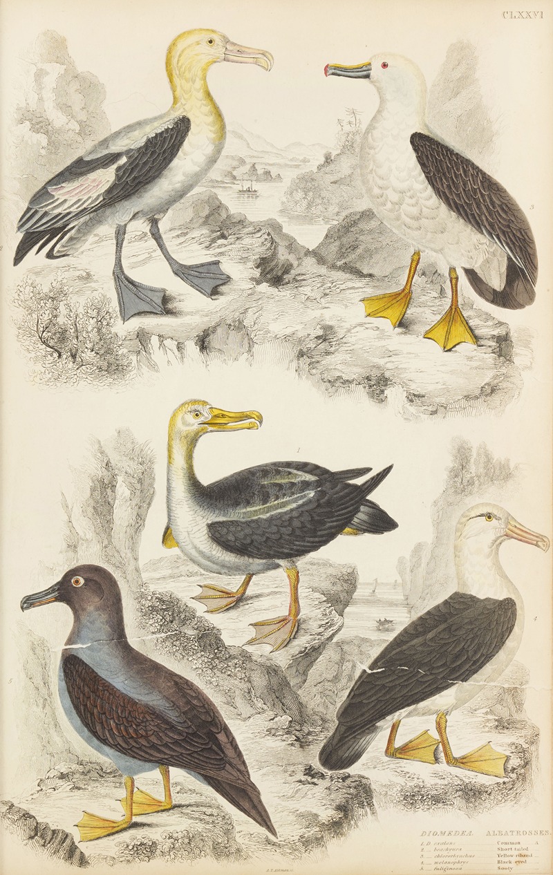 William MacGillivray - Albatrosses