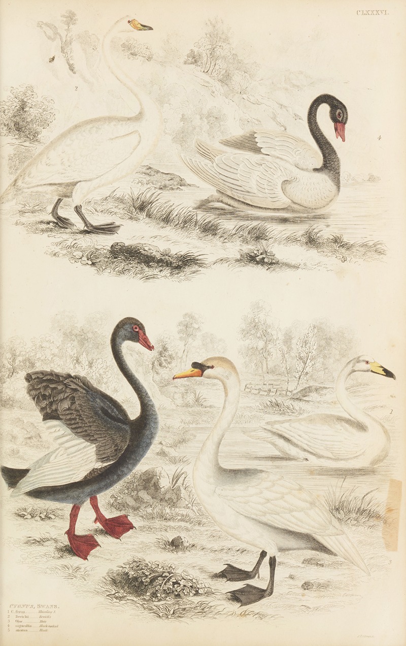 William MacGillivray - Swans