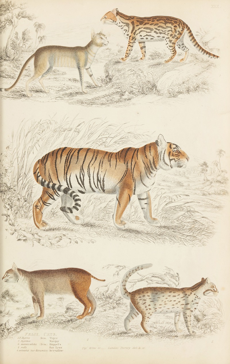 William MacGillivray - Cats