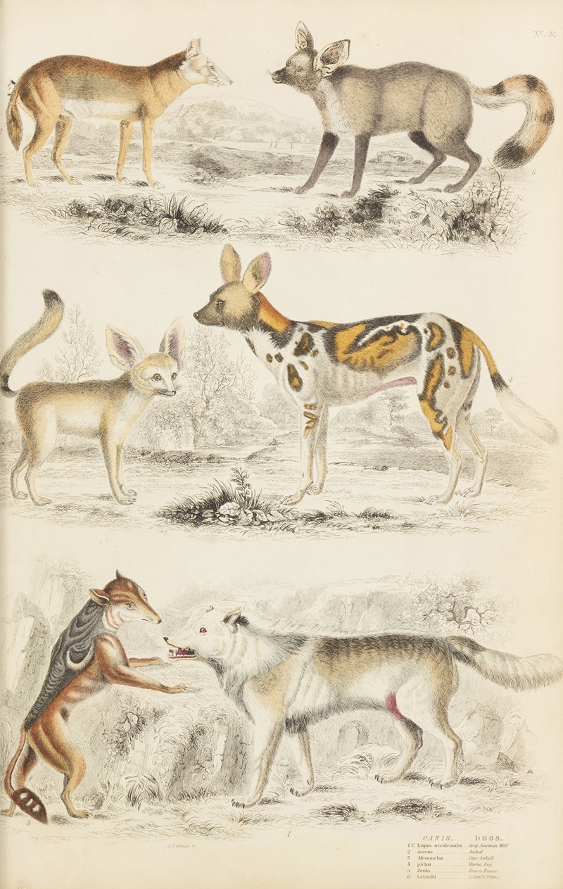 William MacGillivray - Dogs