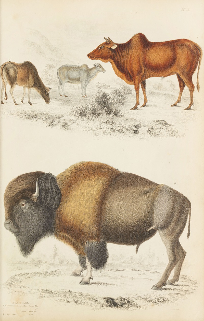 William MacGillivray - Bulls
