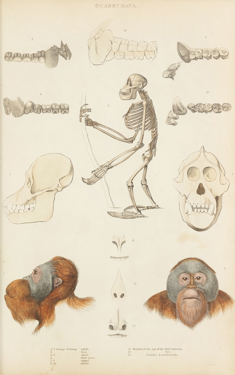 William MacGillivray - Orangoutang, Nostrils of the Ape of the old continent