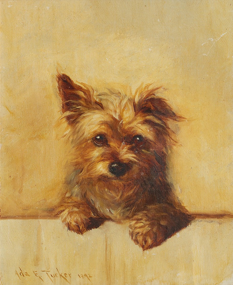 Ada Eliza Tucker - A Yorkshire Terrier puppy