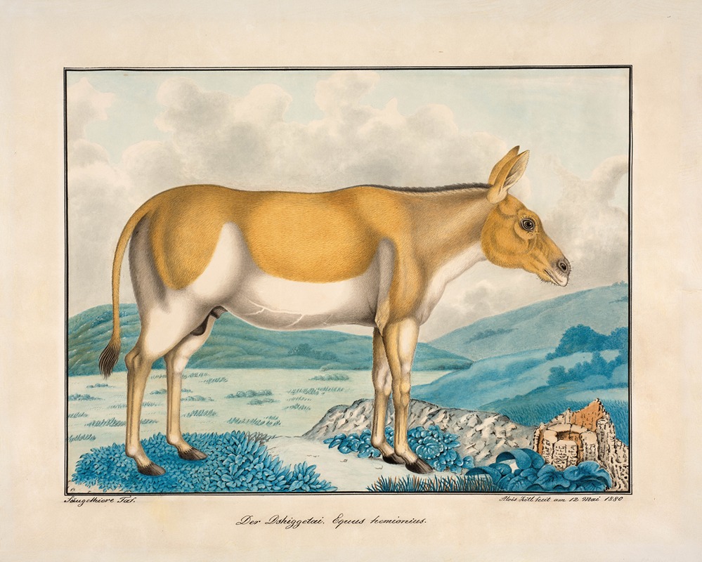 Aloys Zötl - Der Dshiggetai Equus Hemionius