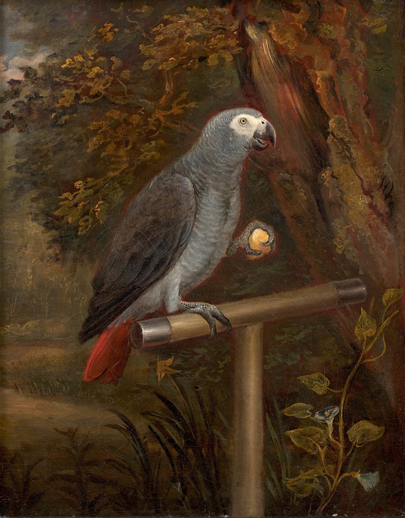 Anonymous - Perroquet gris du Gabon sur un perchoir