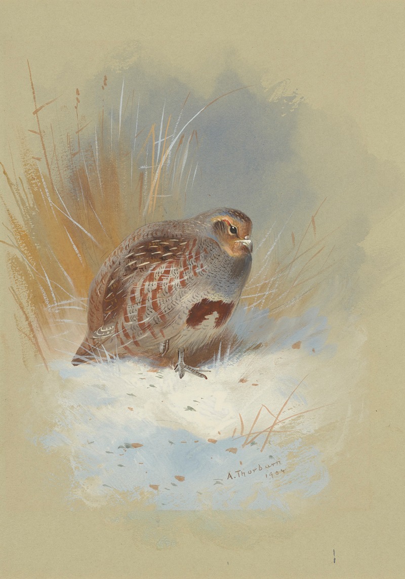 Archibald Thorburn - A partridge in the snow