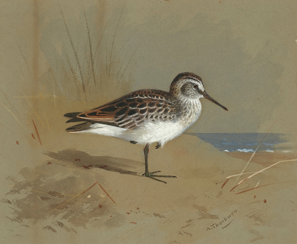 Archibald Thorburn - Study of a Sandpiper