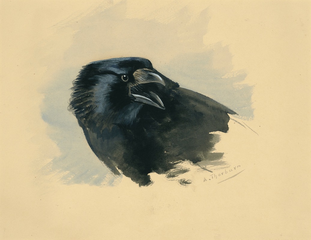 Archibald Thorburn - Study of the head of a Carrion crow
