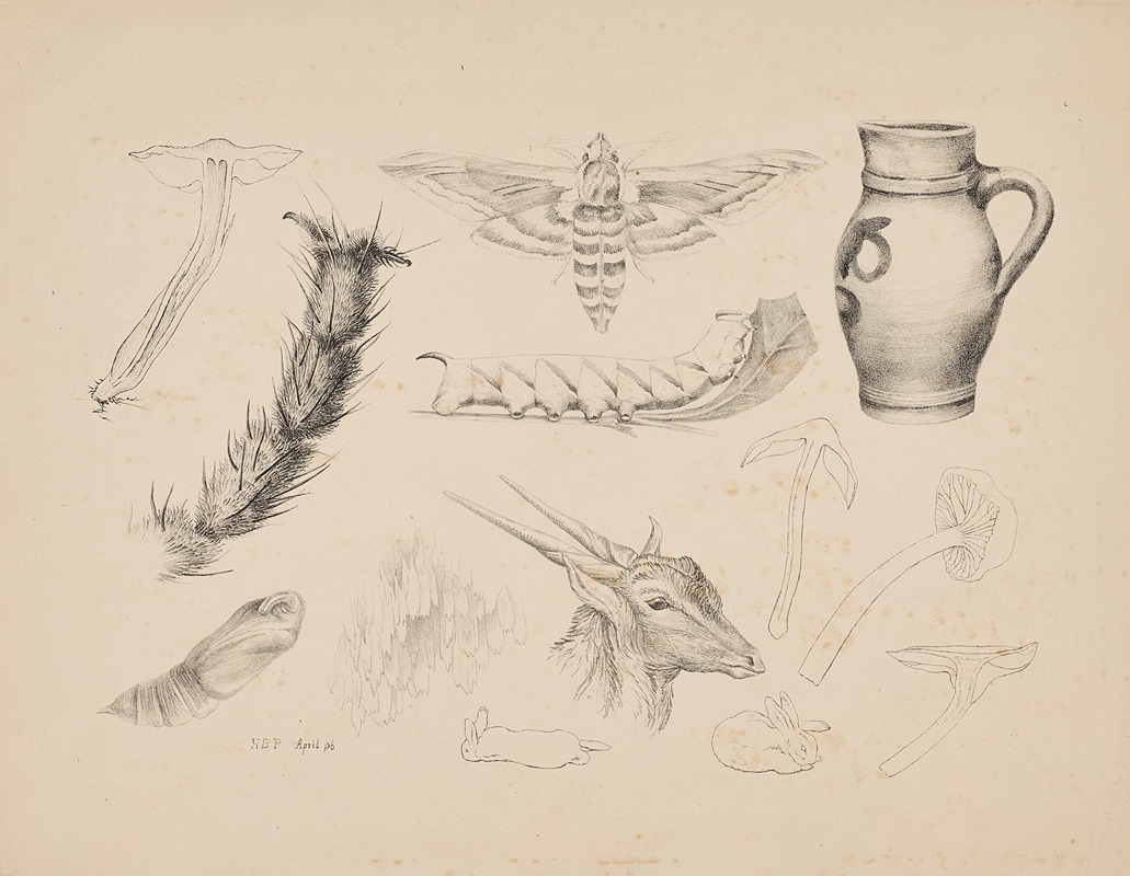 Beatrix Potter - Fungi, the magnified leg of a fly, studies of a privet hawk moth and its life-cycle, a jug, a gazelle’s head and rabbits