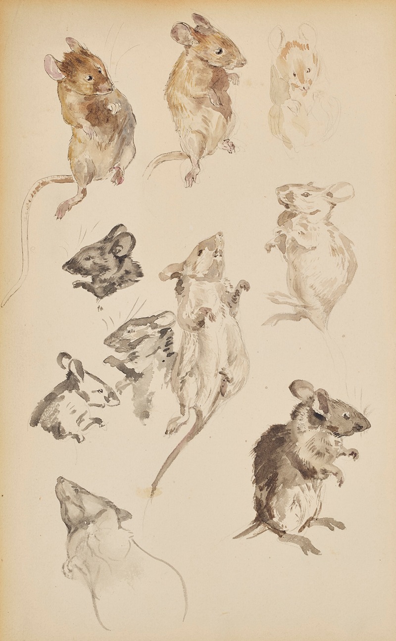 Beatrix Potter - Studies of mice