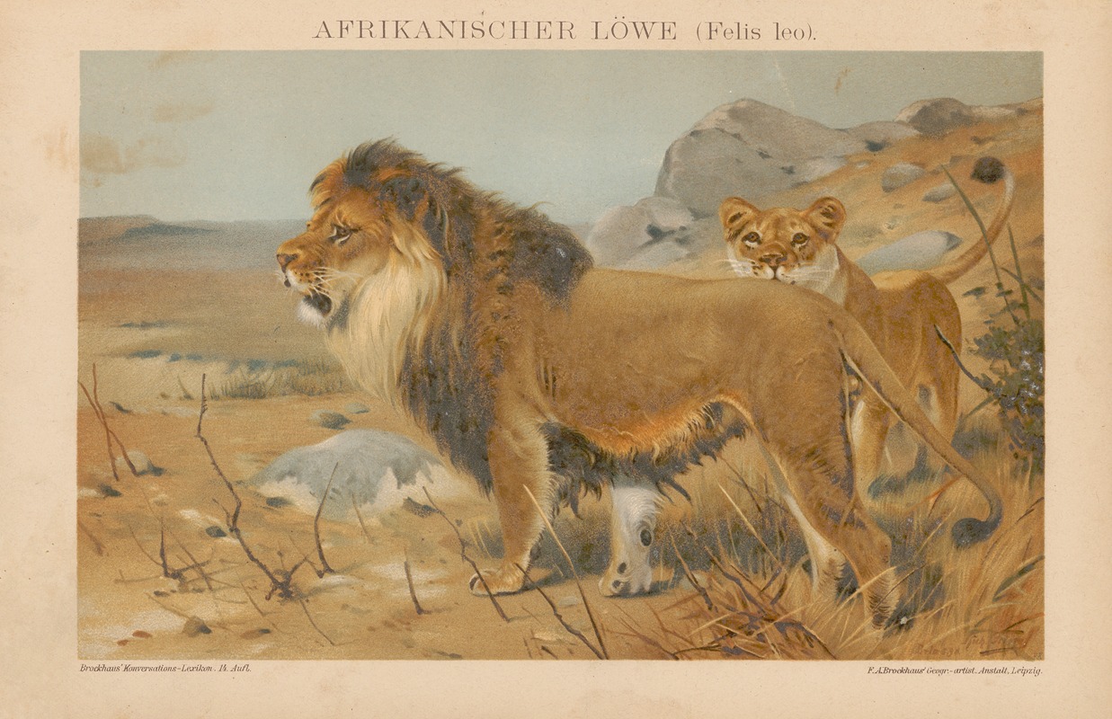 F.A. Brockhaus - Afrikanischer Löwe