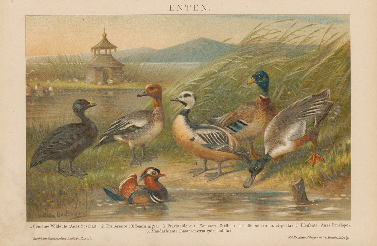 F.A. Brockhaus - Enten