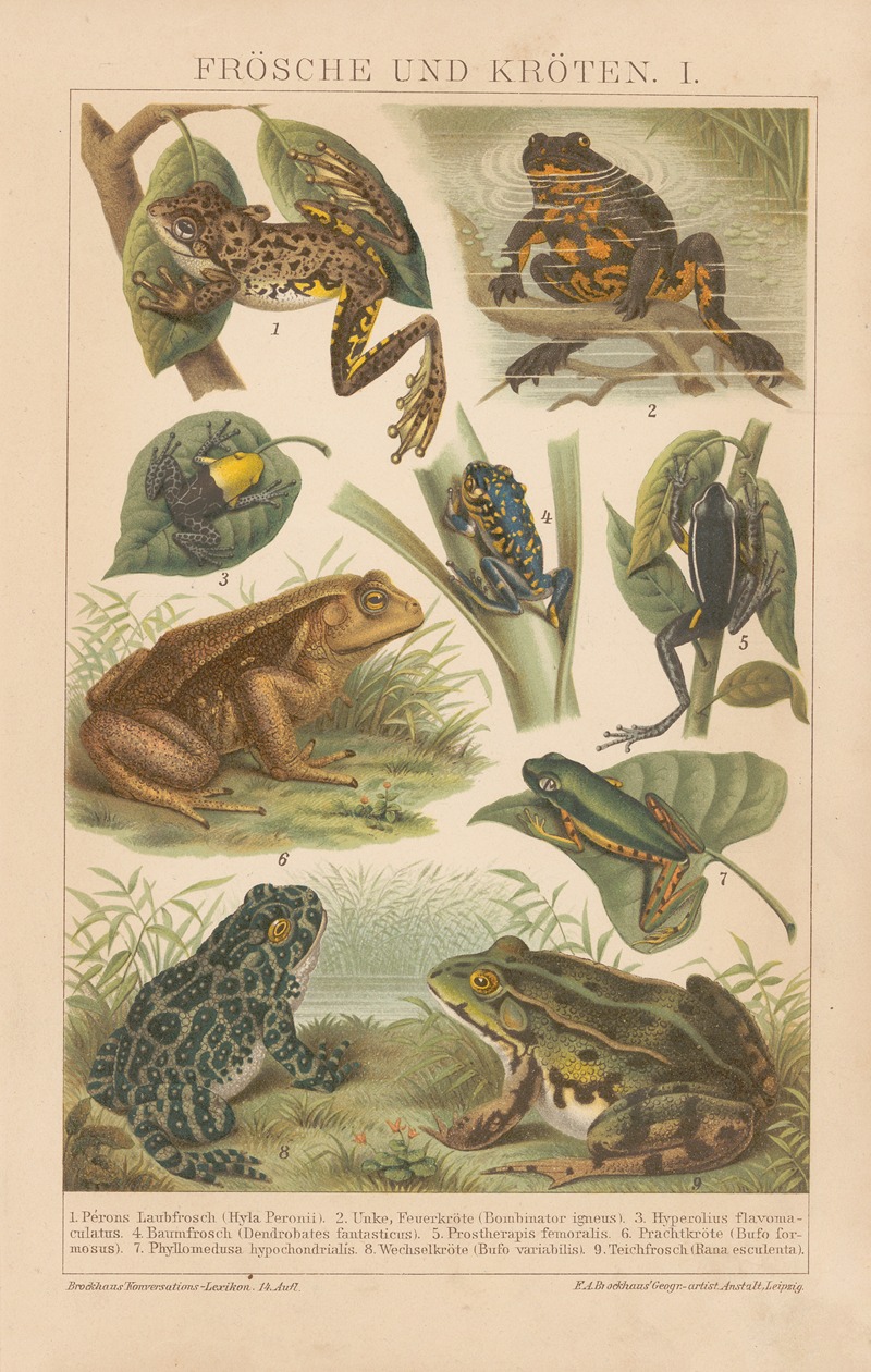F.A. Brockhaus - Frösche und Kröten