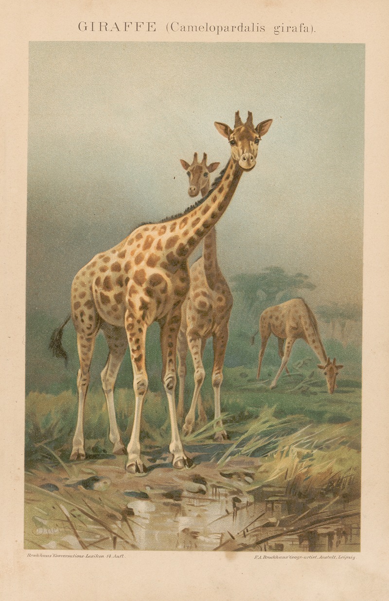 F.A. Brockhaus - Giraffe