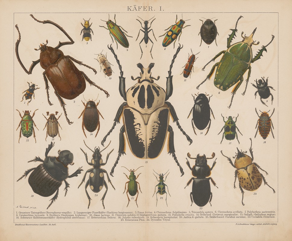 F.A. Brockhaus - Käfer