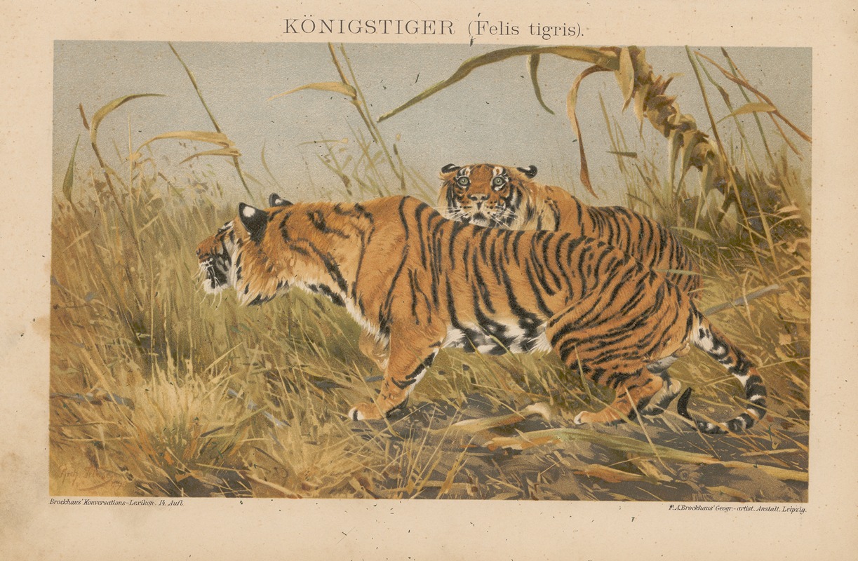 F.A. Brockhaus - Königstiger