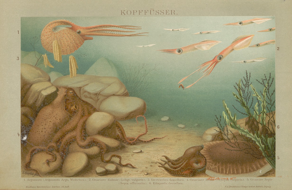 F.A. Brockhaus - Kopffusser