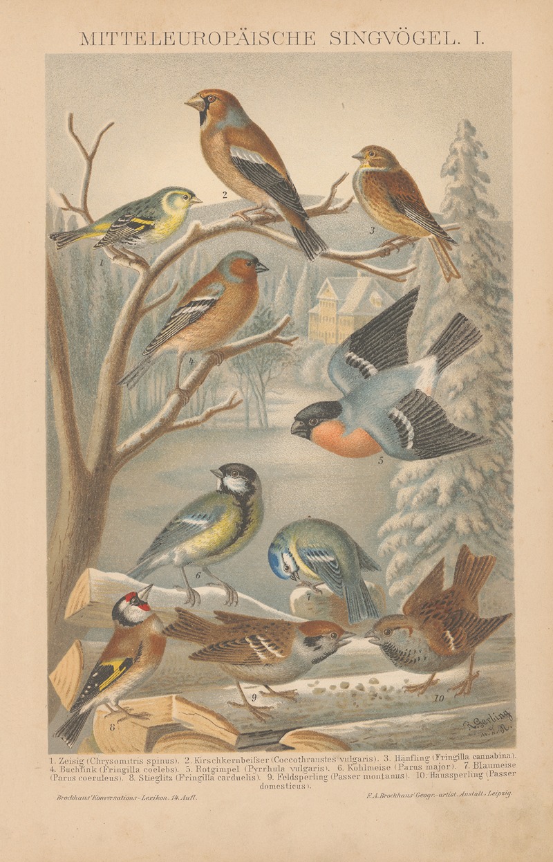 F.A. Brockhaus - Mitteleuropäische Singvögel, I
