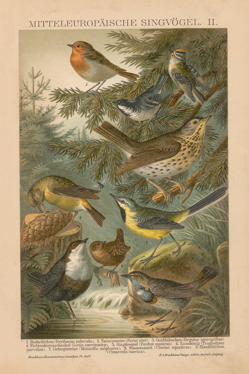 F.A. Brockhaus - Mitteleuropäische Singvögel, II