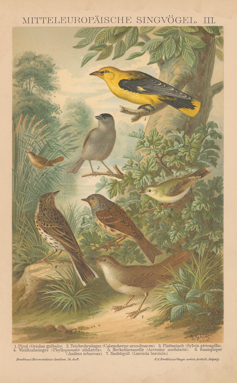F.A. Brockhaus - Mitteleuropäische Singvögel, III