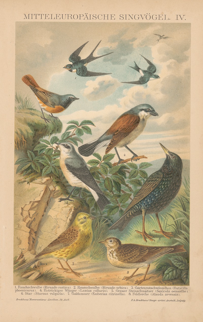 F.A. Brockhaus - Mitteleuropäische Singvögel, IV