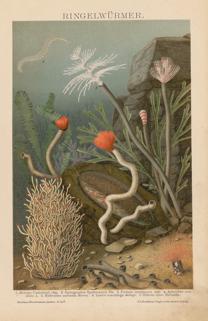 F.A. Brockhaus - Ringelwurmer