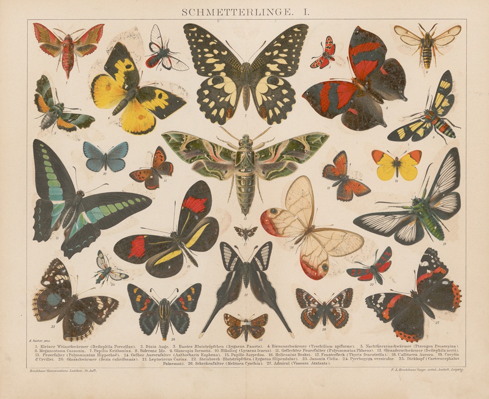 F.A. Brockhaus - Schmetterlinge